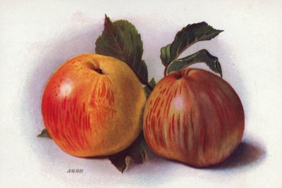 Maçãs para culinária (litografia a cores) de English School
