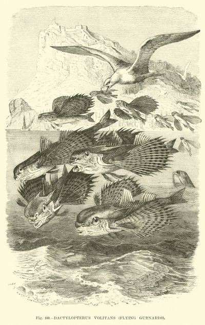 Dactylopterus Volitans, Flying Gurnards de English School