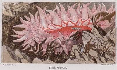 Dália Wartlet (litografia a cores) de English School