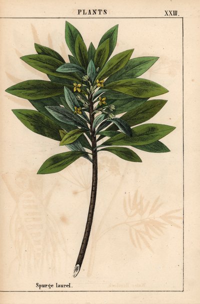 Daphne laureola ou Spurge-laurel   , de "The Instructive Picturebook, or Lessons from the Vegetable World," [Charlotte Mary Yonge], Edimburgo de English School