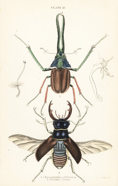 O escaravelho de Darwin, o besouro de Grant ou o escaravelho de Grant chileno, Chiasognathus grantii 1, e o escaravelho europeu, Lucanus cervus 2 de English School