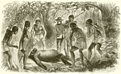 Morte de Du Chaillus primeiro gorila de English School