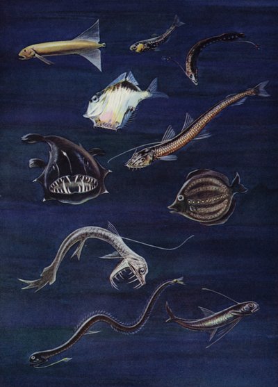 Peixes de alto mar (lito colorido) de English School