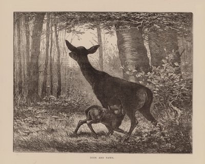 Hirsch und Rehkitz (Gravur) von English School