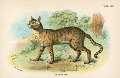 Gato do deserto de English School