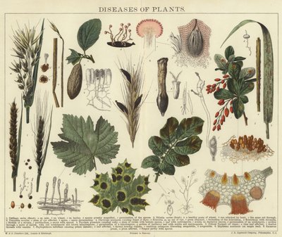 Doenças de plantas de English School