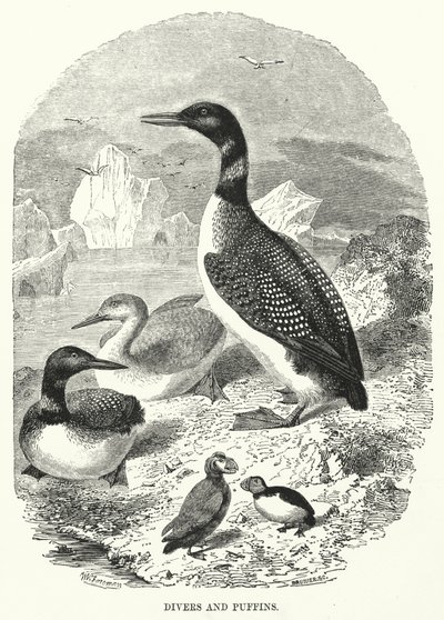 Mergulhadores e papagaios-do-mar (gravura) de English School