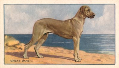 Cães: Dogue Alemão (litografia a cores) de English School