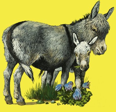 Burro e burro potro de English School