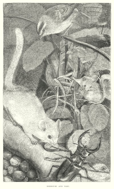 Arganaz (gravura) de English School