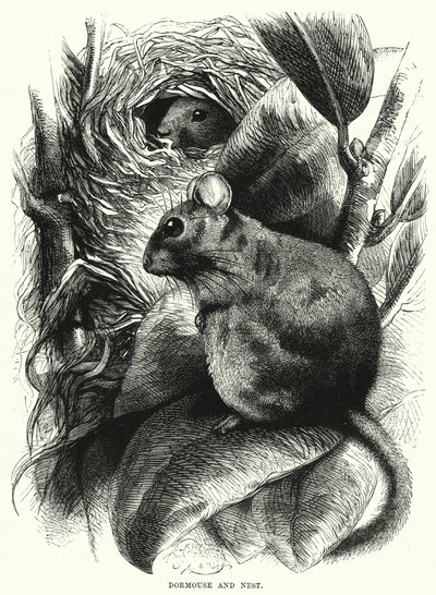 Dormitório e Ninho (gravura) de English School