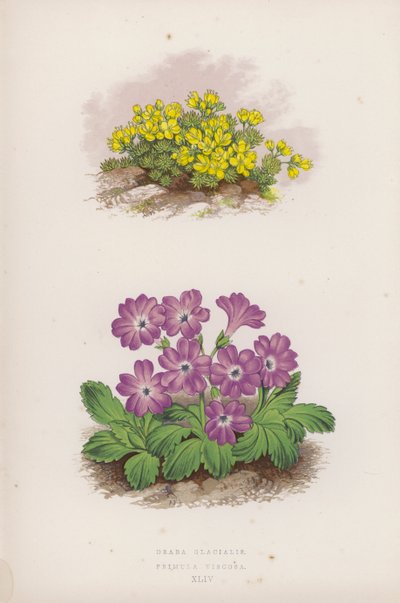 Draba Glacialis; Primula Viscosa (colour litho) de English School