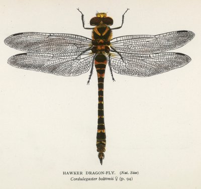 Libélulas: Mosca-dragão Hawker (litografia a cores) de English School