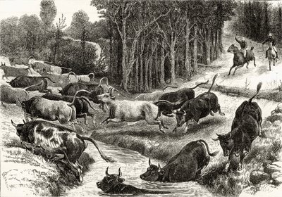 Driving Cattle in Australia, c.1880, de &39;Australian Pictures&39; de Howard Willoughby, publicado pela Religious Tract Society, Londres, 1886 de English School
