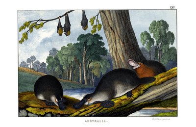 Platypus de bico de pato de English School