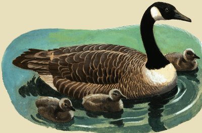 Pato e filhotes de English School
