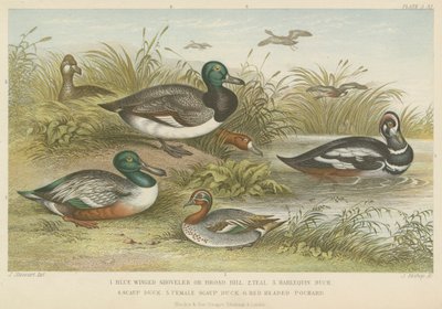Patos (gravura colorida) de English School