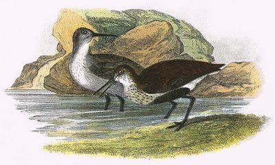 Dunlin de English School