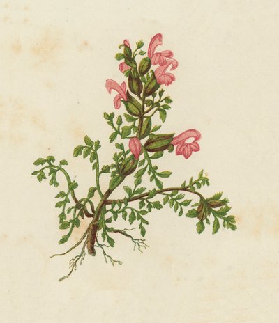 Pedicularis Sylvatica (litografia a cores) de English School