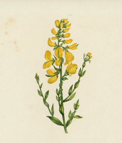 Genista Tinctoria (litografia a cores) de English School