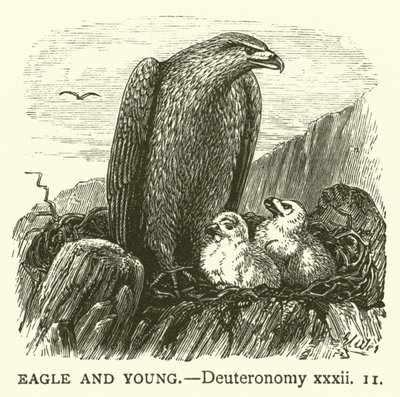 Eagle and Young, Deuteronómio, xxxii de English School