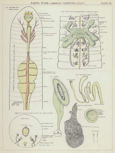 Verme terrestre, Lumbricus Terrestris (litografia a cores) de English School
