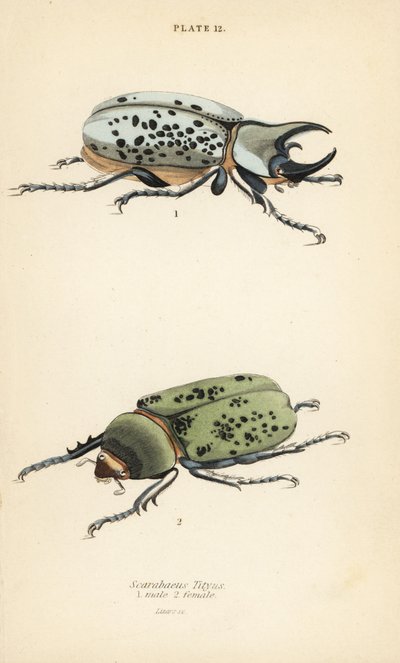 Escaravelho Hércules oriental, Dynastes tityus, macho 1, fêmea 2 de English School