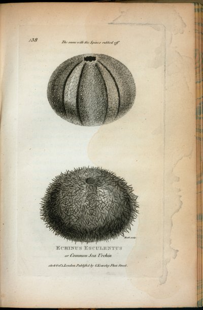 Echinus Esculentus ou ouriço-do-mar comum; O mesmo com os espinhos esfregados, de "Palestras Zoológicas proferidas na instituição real nos anos 1806 e 1807" por George Shaw de English School