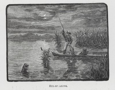 Enguia (gravura) de English School