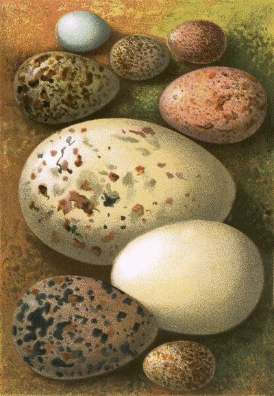 Ovos de English School