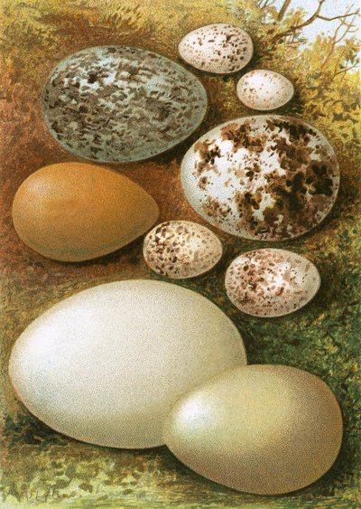Ovos de English School