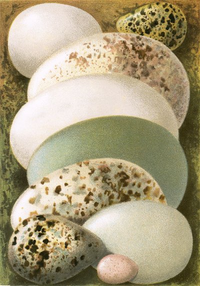 Ovos de English School
