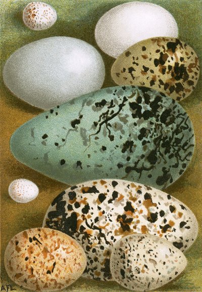 Ovos de English School