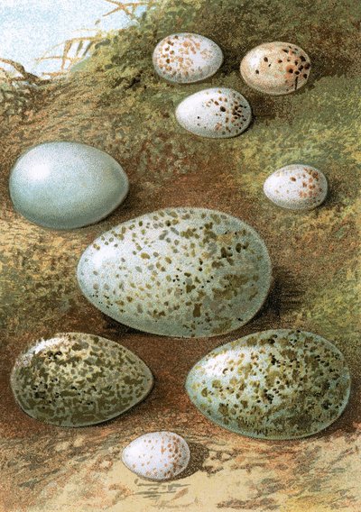 Ovos de English School