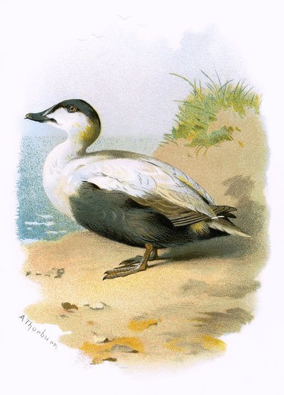 Eider Duck de English School