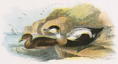 Eider Duck de English School