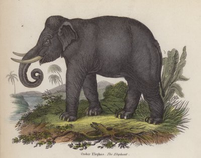 Elefante (gravação colorida) de English School