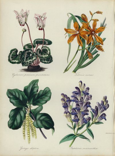 Jardim das Flores Inglês: Cyclamen persicum punctatum, Tritonia aurea, Garrya elliptica, Scutellaria macrantha (cor litho) de English School