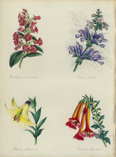 Jardim de flores inglês: Escallonia macrantha, Salvia bicolar, Lilium colchicum, Cantua dependens (litografia colorida) de English School