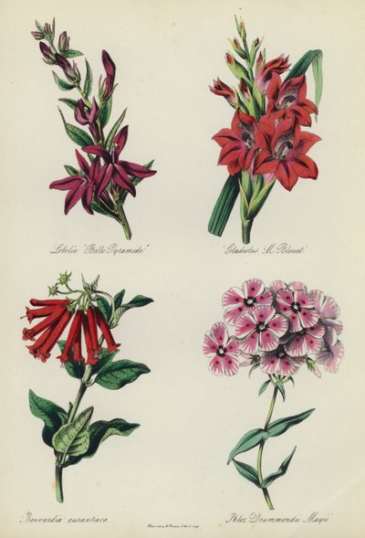 Jardim inglês: Lobelia "Belle Pyramide", tipo de flor "M Blouet", Bouvardia aurantiaca, Phlox Drummondii Mayii de English School