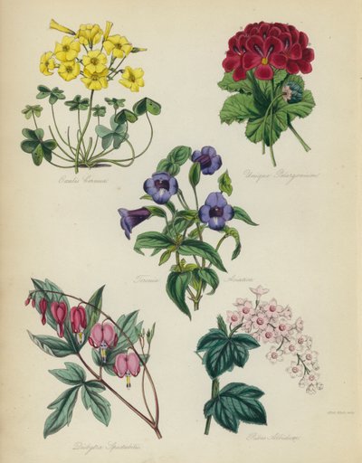 Inglês jardim de flores: Oxalis see é único Pelargonium, Torenia asiatica, Dielytra Alocasia, Ribes Albidum de English School