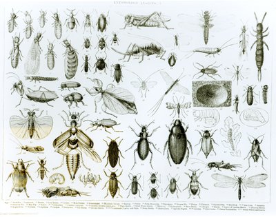 Insetos da entomologia (litho) (foto do bw) de English School