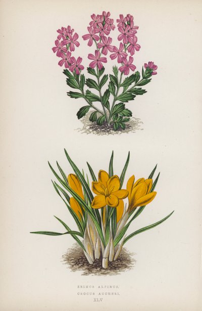 Erinus alpinus; Crocus Aucheri (litografia a cores) de English School
