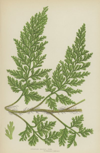 Ferna de cerdas europeias (cor litho) de English School