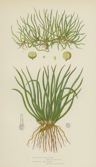 Quillwort Europeu, Creeping Pill-Wort (cor litho) de English School