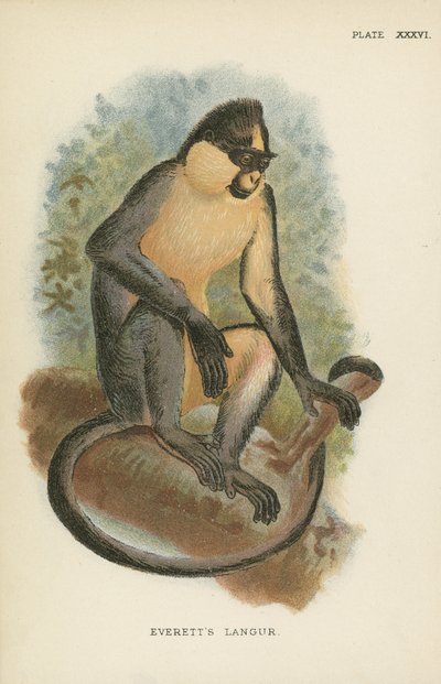 Everetts Langur de English School
