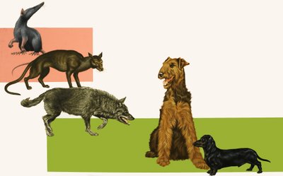 Evolução do cão. de English School