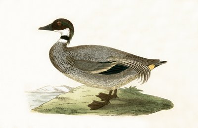 Teal falcado, ilustração de "Uma História das Aves da Europa Não Observadas nas Ilhas Britânicas", de Charles Robert Bree (1811-1886), publicado em 1867 de English School