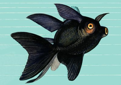 Fantail Blackmoor de English School