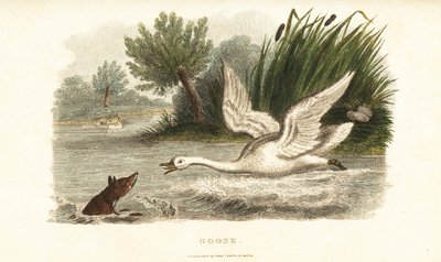Fêmea cisne a afogar uma raposa para proteger o seu ninho de English School